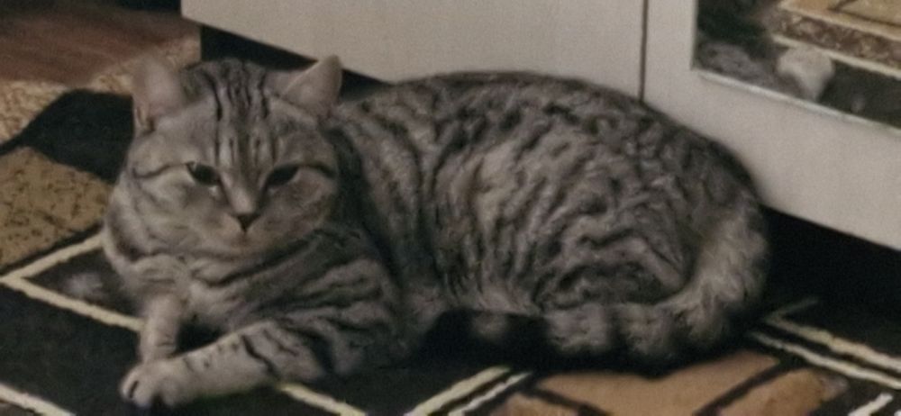 Отдам кошку в добрые руки