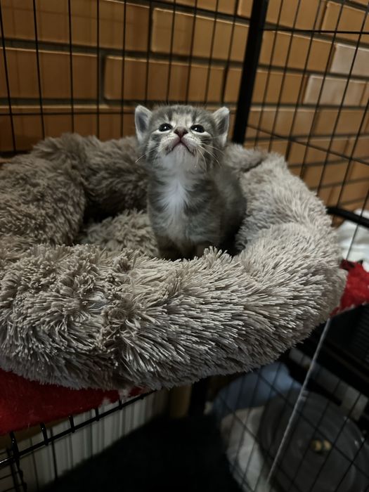 Отдам котят! От кошки мышеловки!