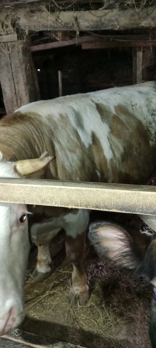 Продам бычков 2х летки