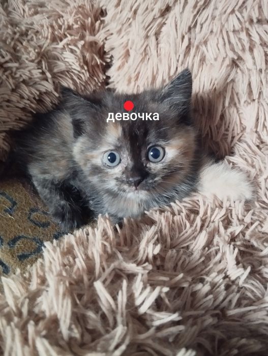 Персидские котята