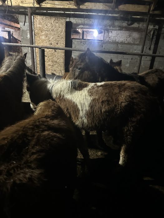 Продам 2 жабагы годовалые