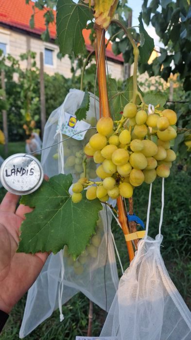 Vand corzi de vita de vie