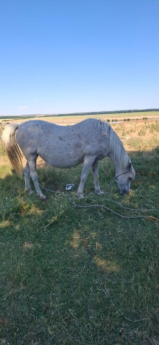 Iapa de vânzare, mânz în burta