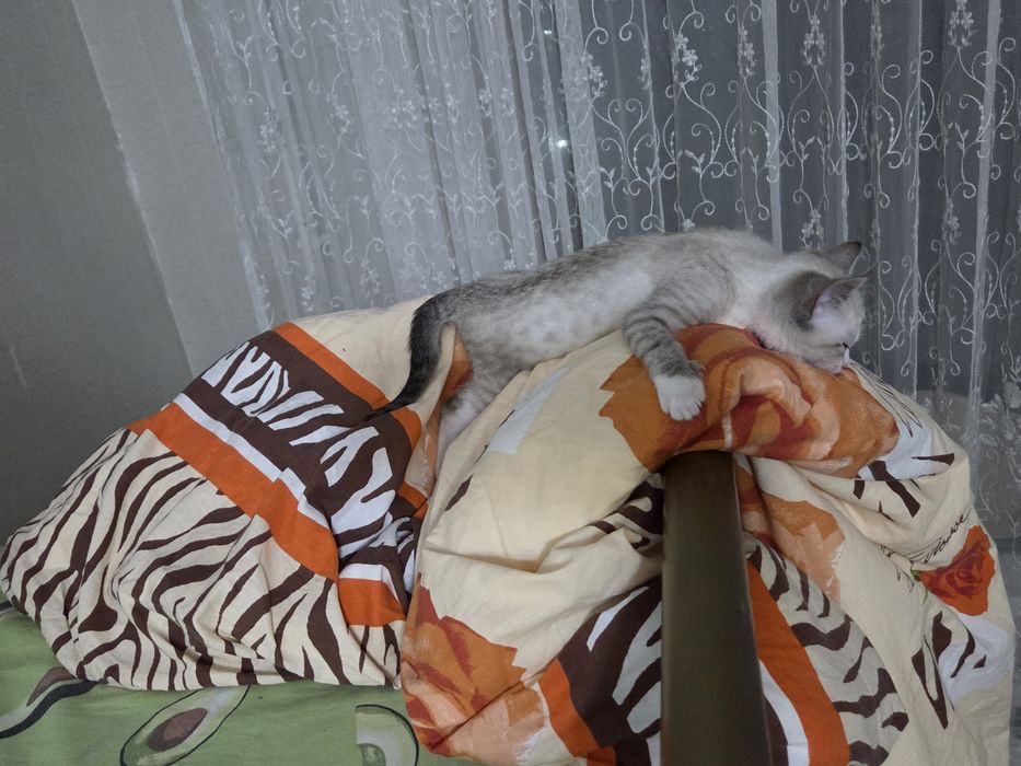 Умный сиамский котик