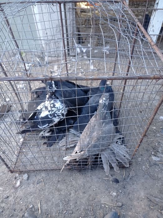 Голуби гульсары молодежь