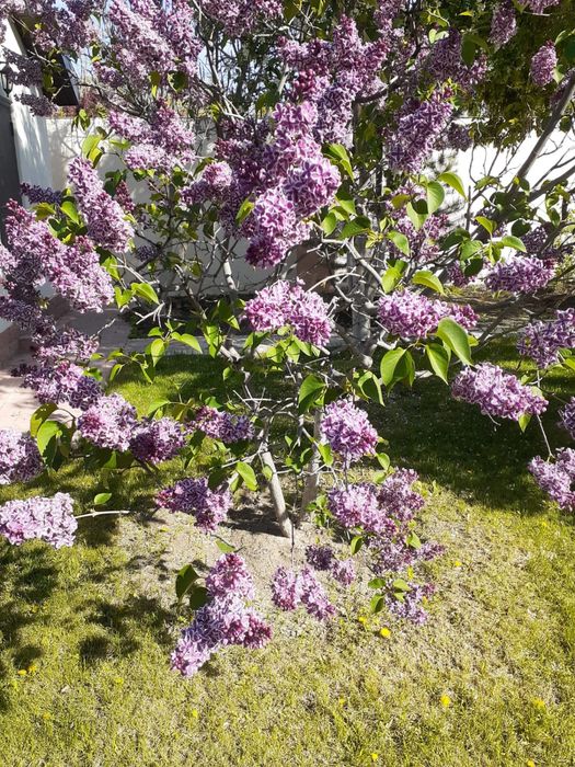 Продается сирень