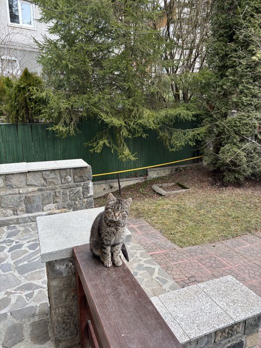 Donez pisoi pentru curte