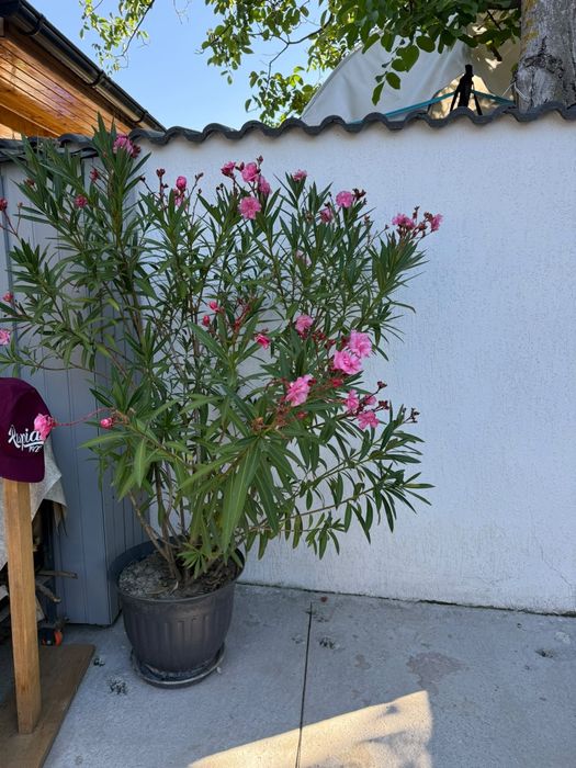 Plante de curte la ghiveci  are cam 1.5..1.7 m