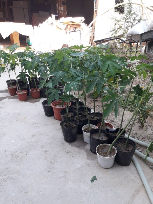 Папая кучатлари хиндистон