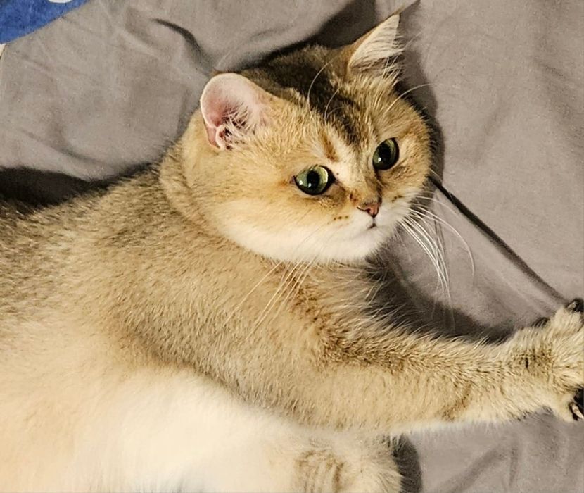 Donez British Shorthair cu Pedigree