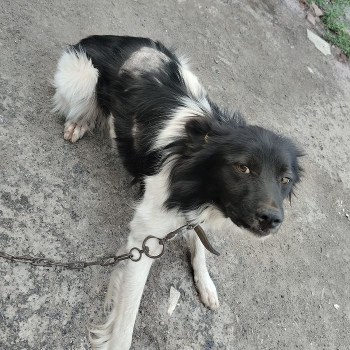 Дом стерилизованной собачке