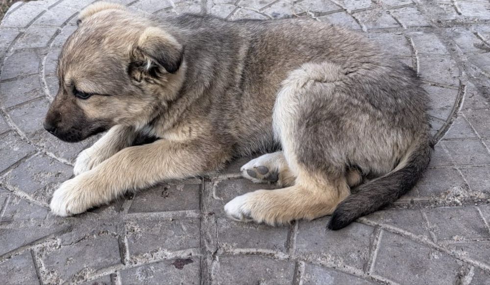 Отдам в добрые руки