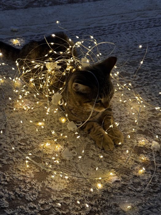 котик 5 месяцев.