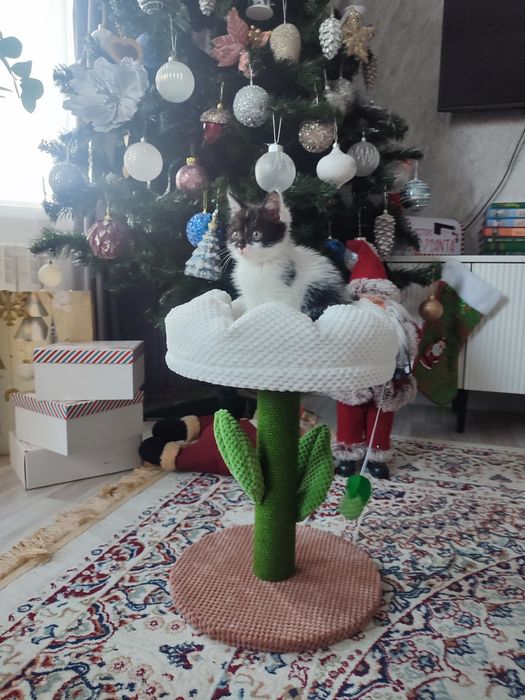 Продам котенка, девочку