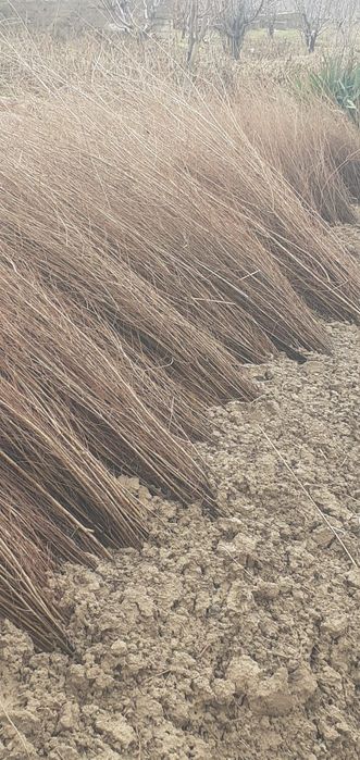 Карагач көшеттері сатылады