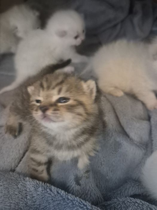 Британски котенца