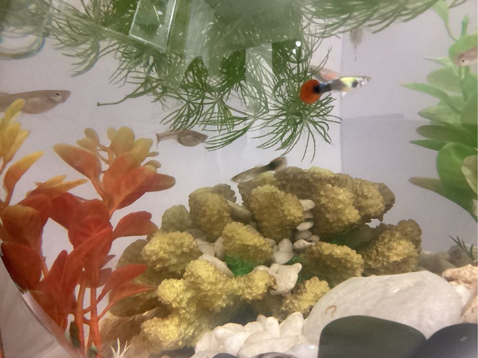 Рыба гуппи, рыбка гуппи, Гуппи, рыбы гуппи, аквариумная рыба гуппи