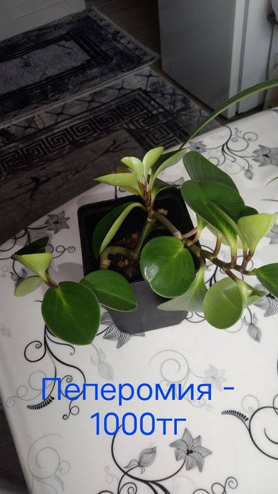 Цветы комнатные.