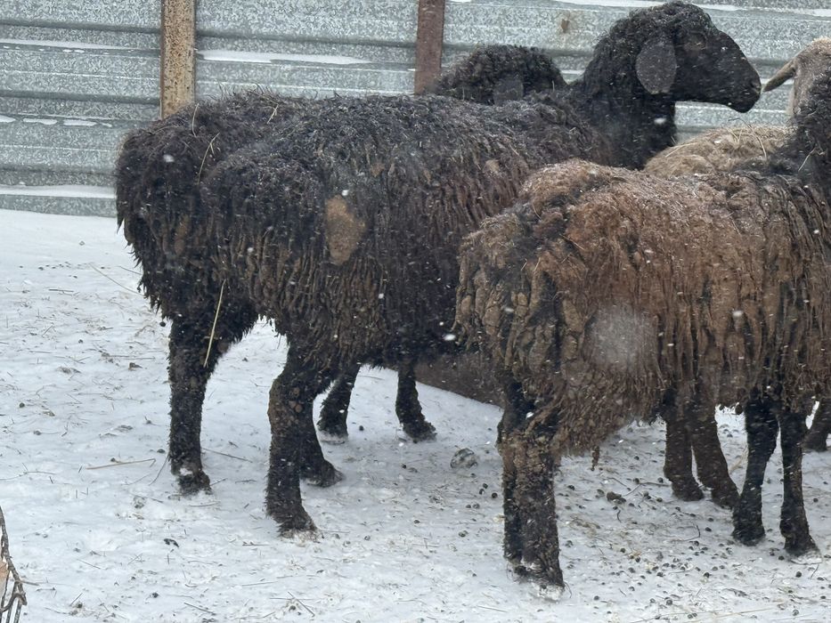 Қой-Тоқты семіз сатылады