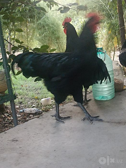 Jersi gigant paroda xoʻroz