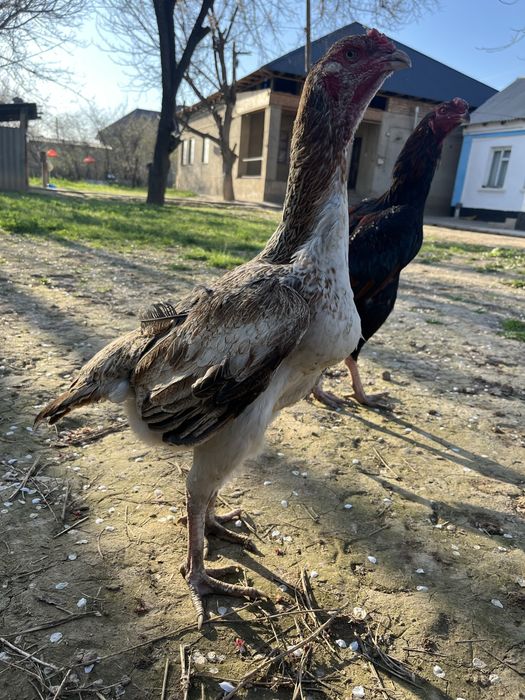 дакан мекен тулячка