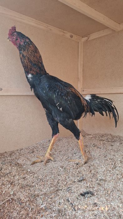 Yoshga Tlgan Joʻja Sotladi