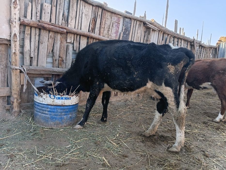 Семіз Сиыр сатылады