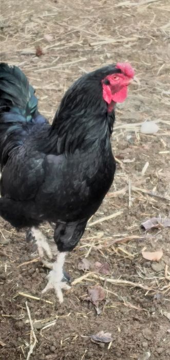 Қораздар сатылады