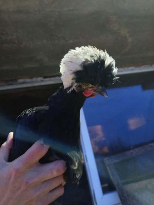 Găini rasa moțata olandeza