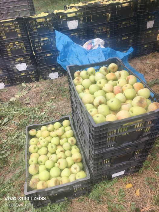 Продам яблоки, Алма сатам