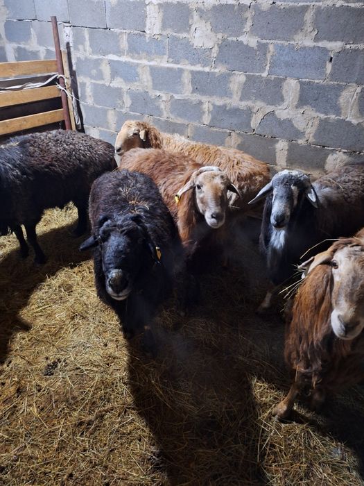 Жирные Бараны продажа в городе!