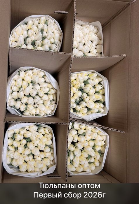 Тюльпаны корпоративные букеты