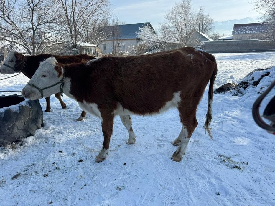 Продам коров белоголовые