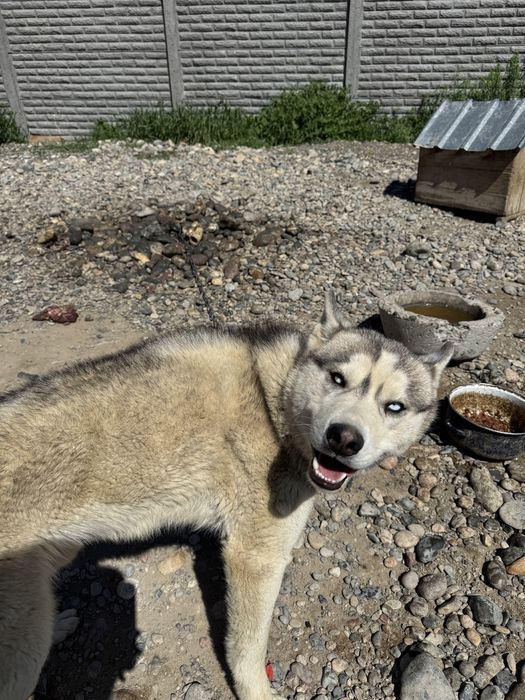 Хаски продается цена торг