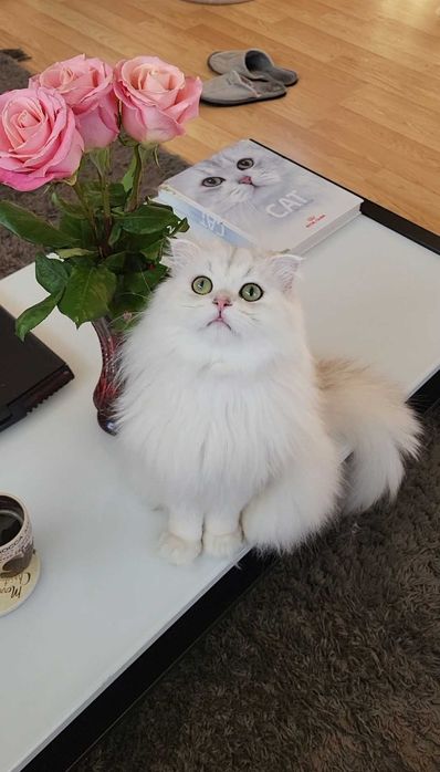 Scottish straight longhair pedigreecu un farmec rar