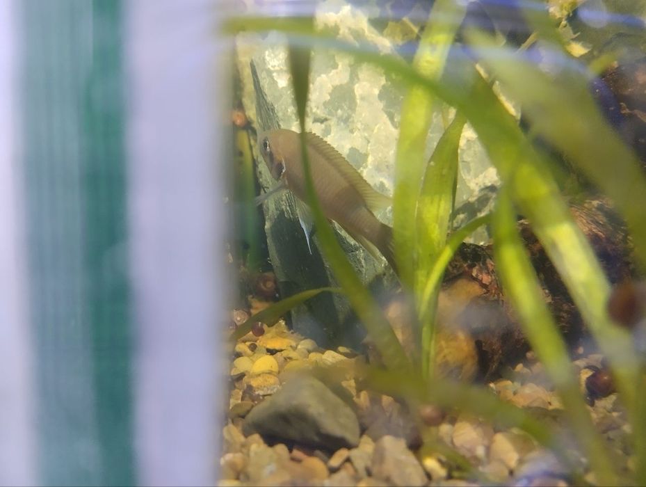 Продам или обменяю Принцесс Бурунди