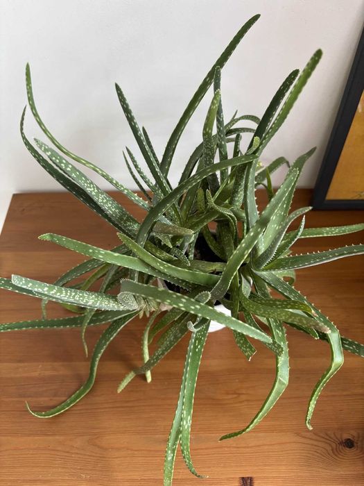 Продам комнатные растения