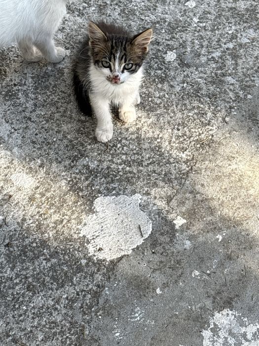 Продавам малки котки