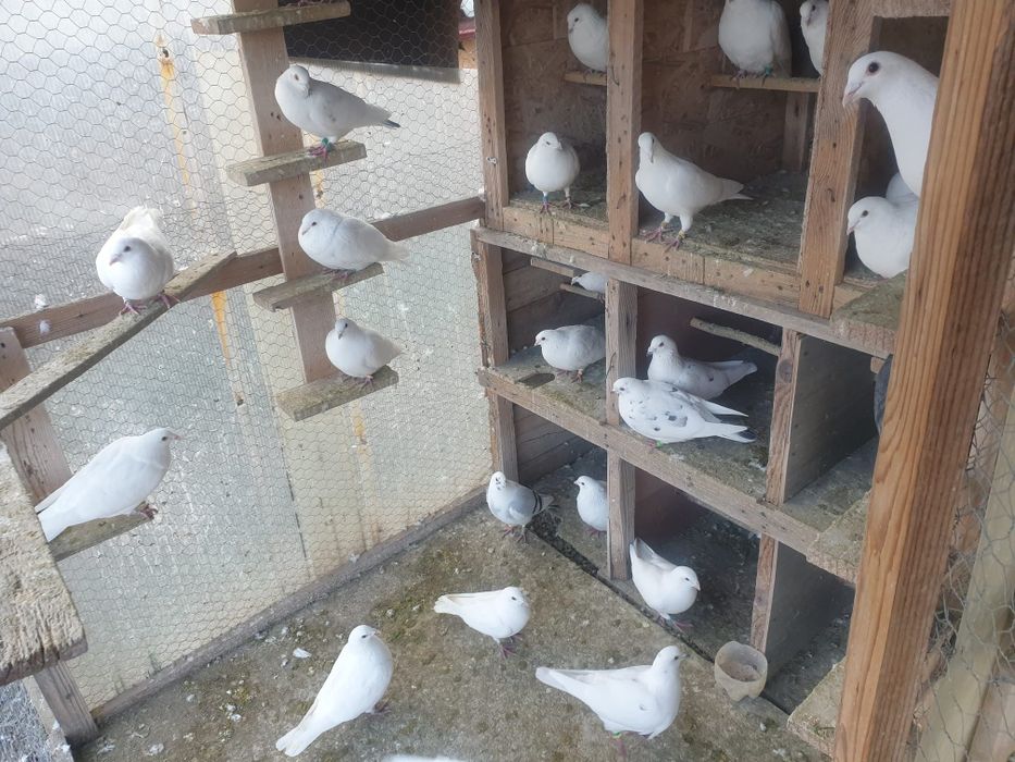 Porumbei albi voiajori si infoiati