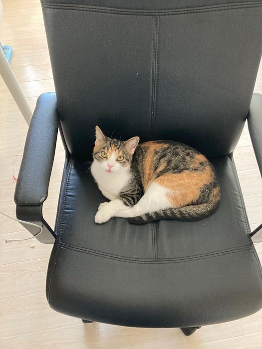 Pentru adoptie doua pisicute calico varsta 1 an