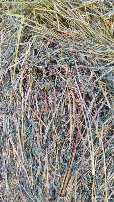 Vand baloti de lucerna 160x120