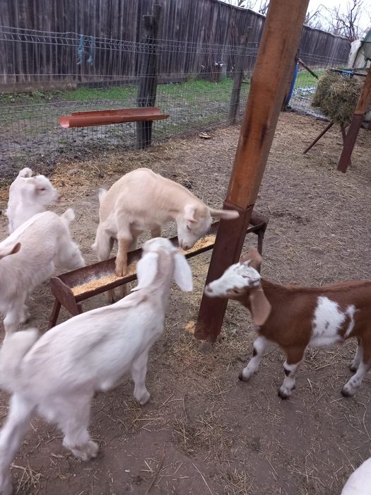 Iezi sannen și anglonubieni