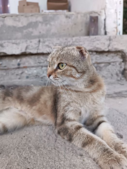 Шотландски мысық