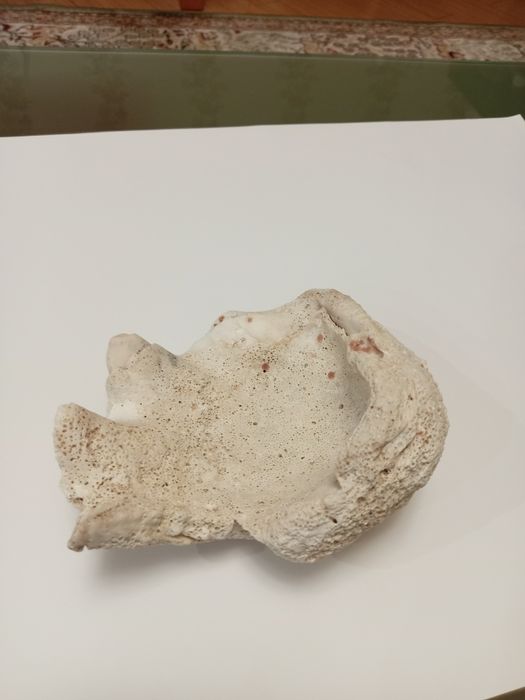 Ракушка коралл крупная