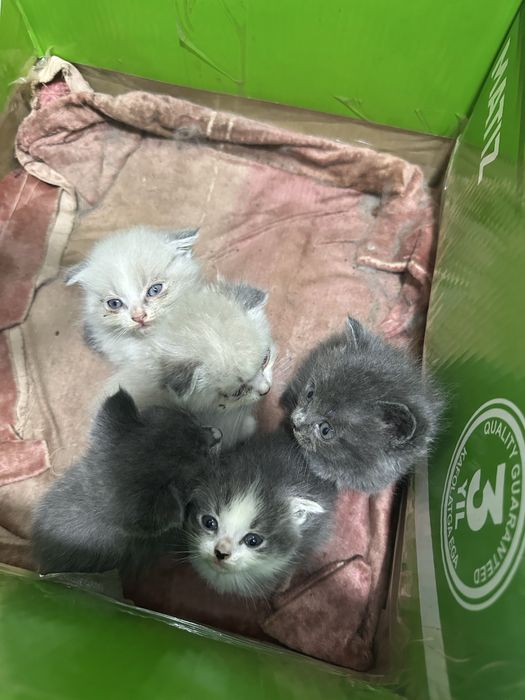 Mushuk bollari aqilli paroda