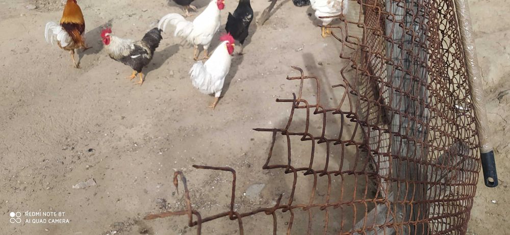 Продавам селски петли