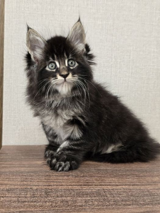 Мейн-кун мальчик