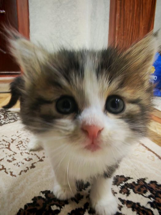 Mushuk tekinga bervoraman