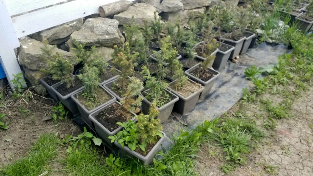 Brad Argintiu la vas de 5 litri