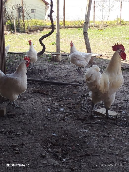 Разплодни яйца от Бяло Брезе